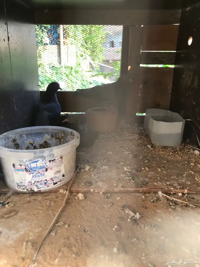 صنعاني اصيل شيبه وصوت ناعم وحجم صغير 35