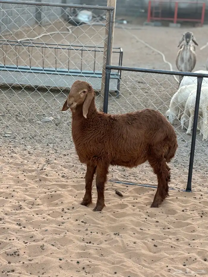 طلي هجين الأم ساكنيه والأب نعيمي العمر اربع شهور 1