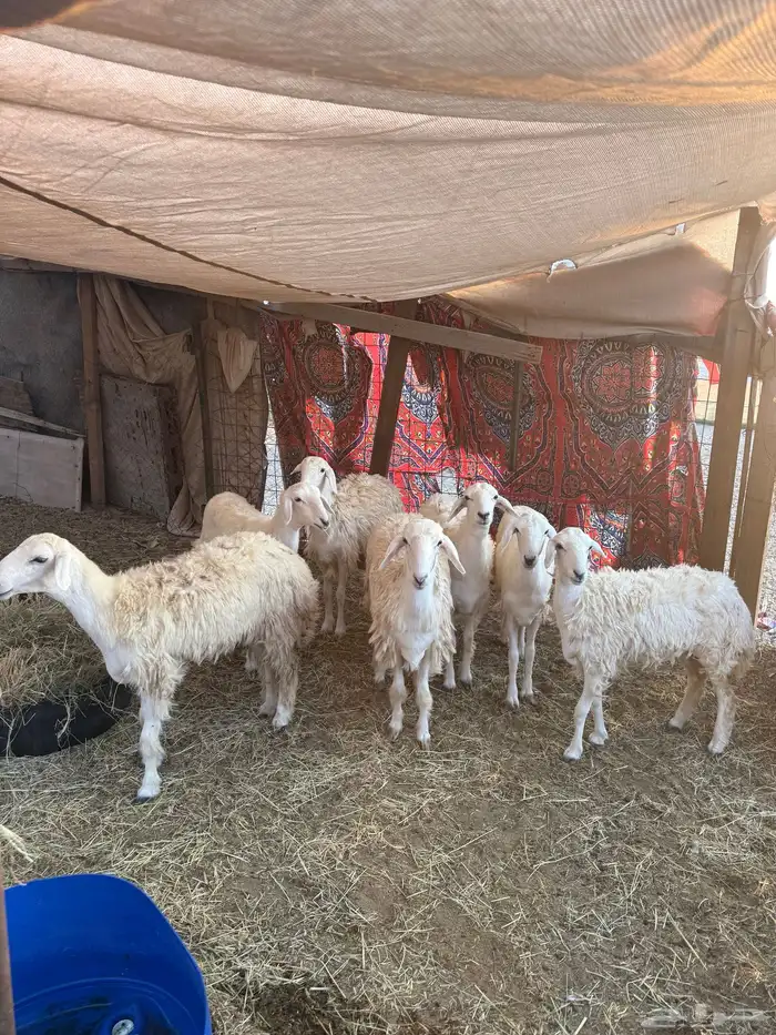 رخال حريات 2