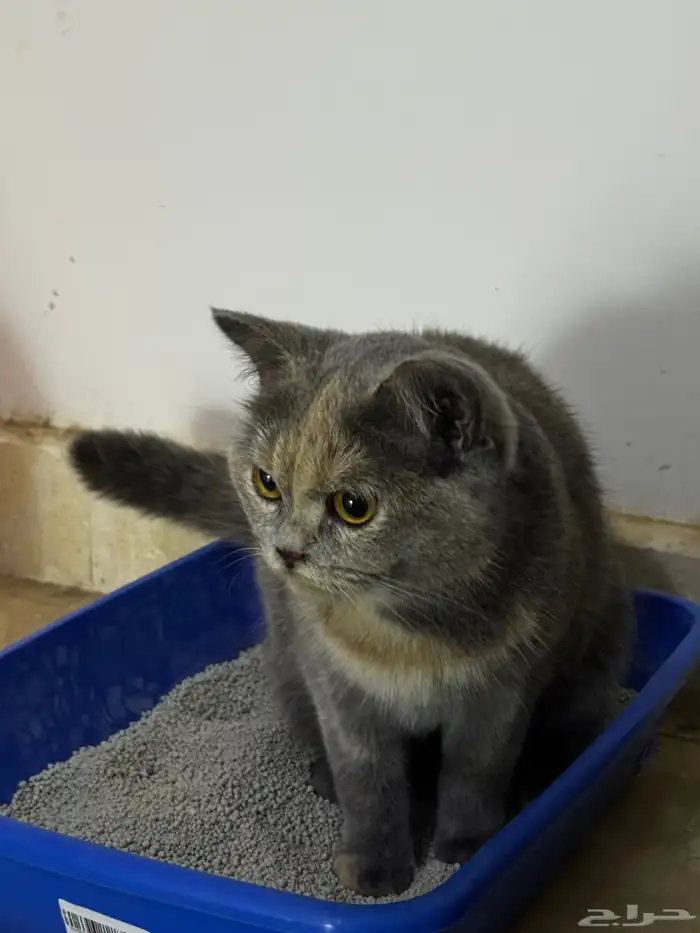 قطة انثى بريطاني للبيع مع جميع اغراضه ب175 ريال 0