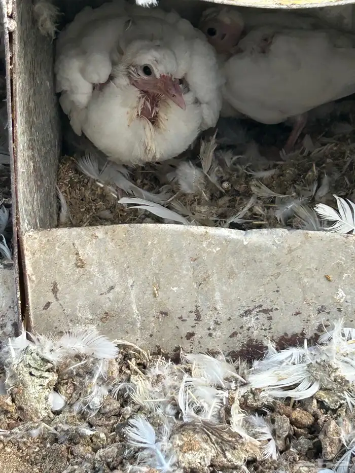 حمام فرنسي سوبر 0