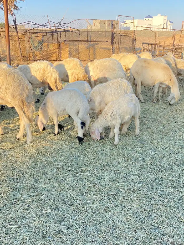 ضان صفر 20 بالفحل 2متابيع تحتها 3 والباقيه دفيع باذان الله 2