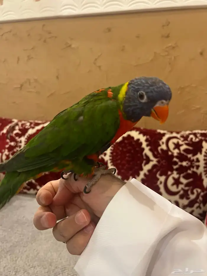 للبيع لوري أليف 0