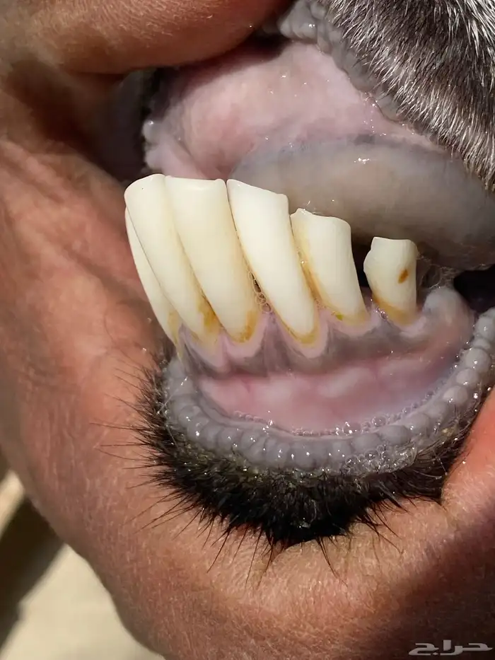 يامدورين الحليب معزا عارضيات حليب وافر شرط 17