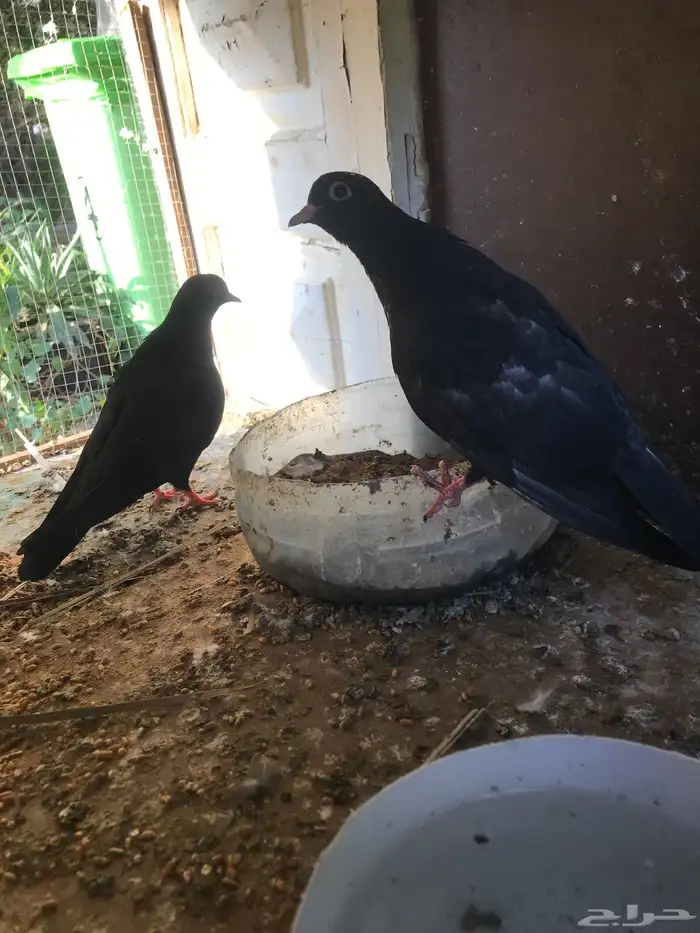 صنعاني اصيل شيبه وصوت ناعم وحجم صغير 21