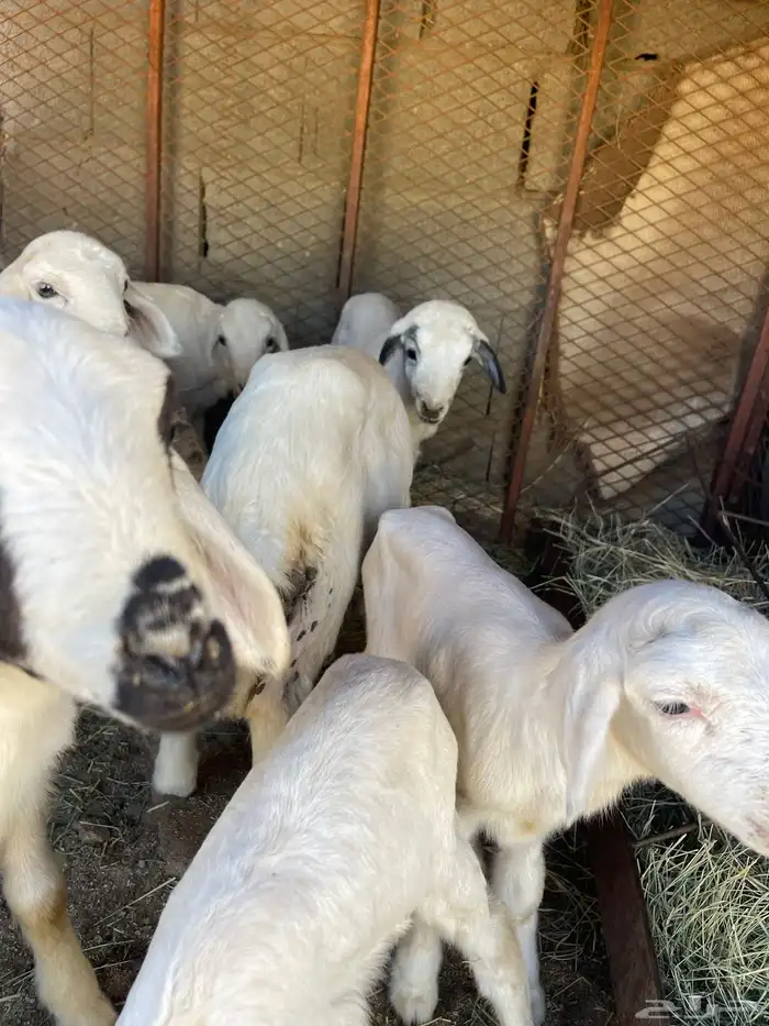 غنم مقاني صغار سن كفو 5