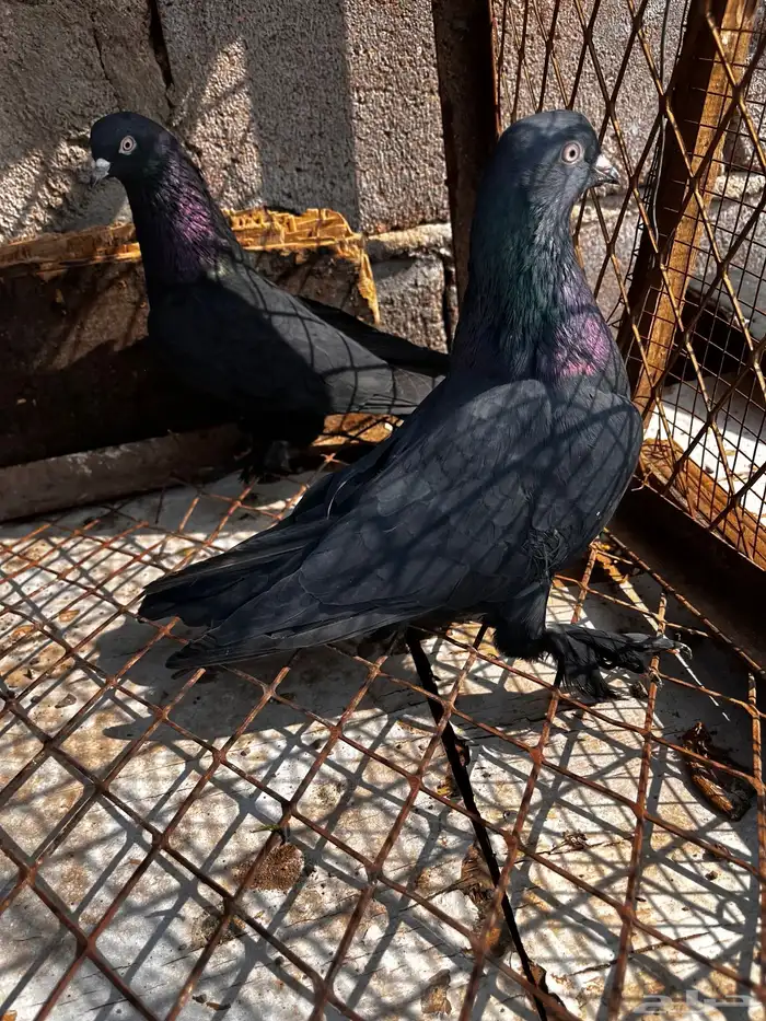 اتراك للبيع 19