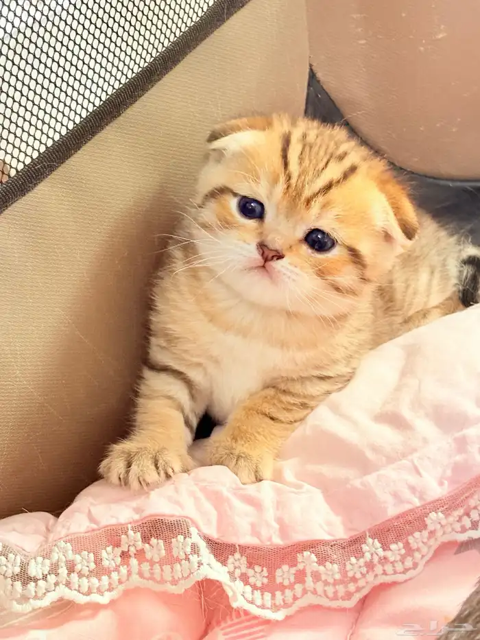 سكوتش فولد للبيع 1