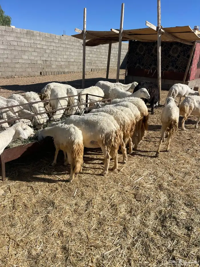 غنم مقاني صغار سن كفو 3