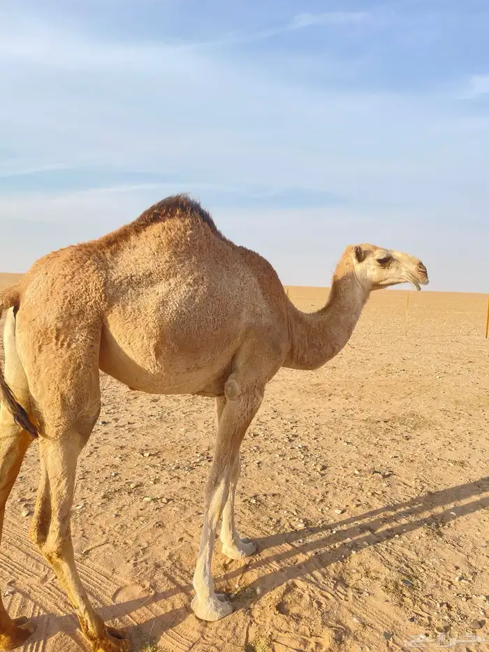 بكره طلعه من مفروده دخله حقه 1