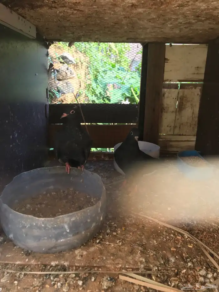 صنعاني اصيل شيبه وصوت ناعم وحجم صغير 20