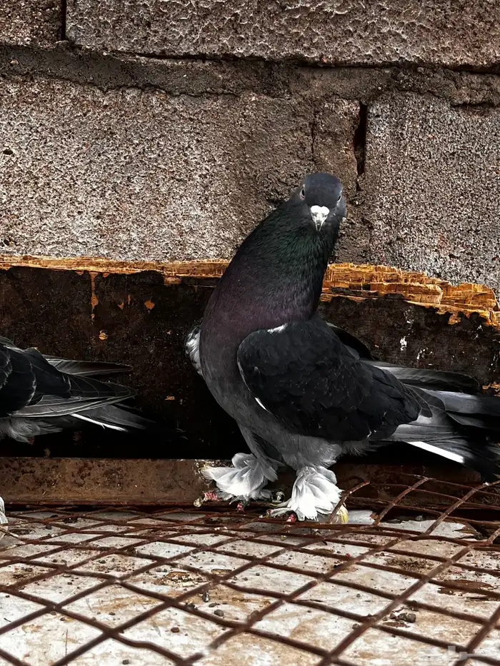 اتراك للبيع 5