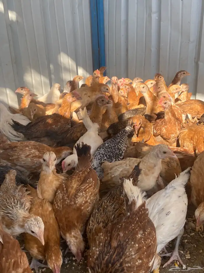 فراريج بلدي فواتح حمر 16