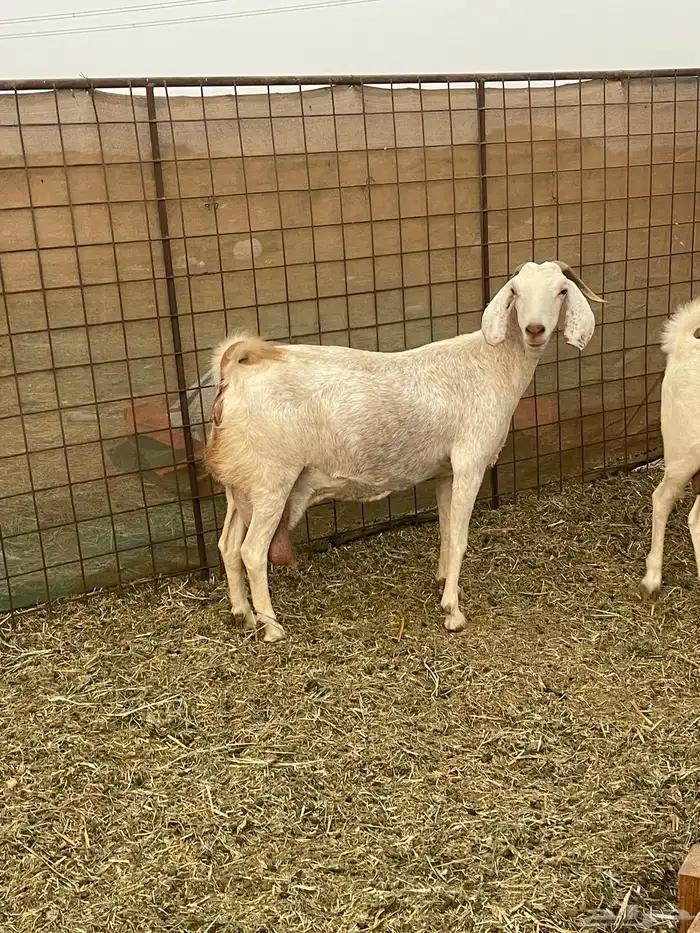 معزا مهجنات دفيع ع ولاده جم حروم عاليه فاخر 10