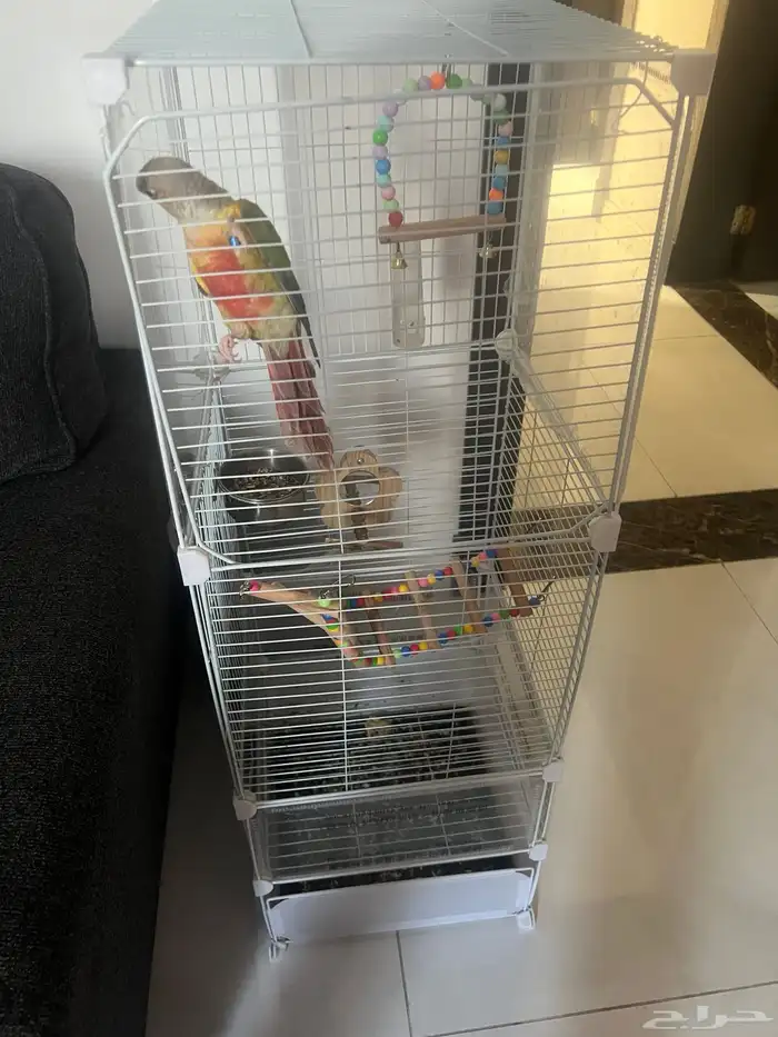 كنيور للبيع 0