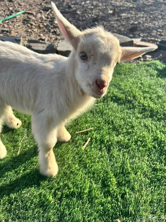 تيس قزمي للبيع 5