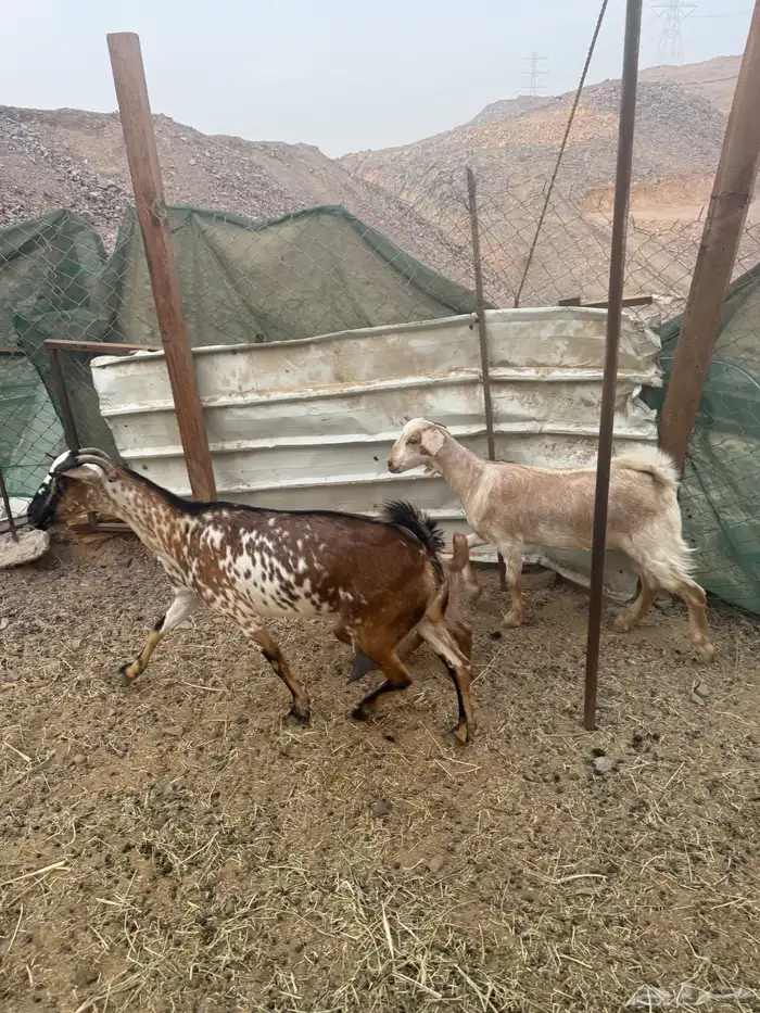 عرض وبيع عنز يتبعها جفرتين 4