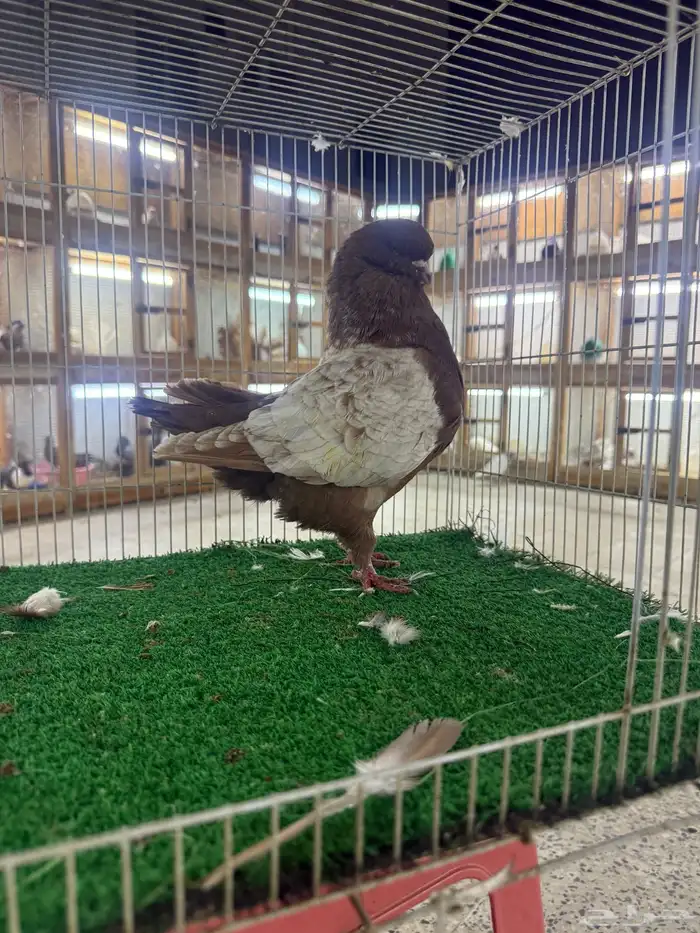 حمام زينه 15