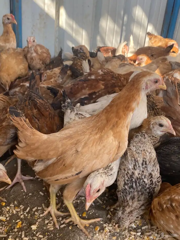 فراريج بلدي فواتح حمر 0