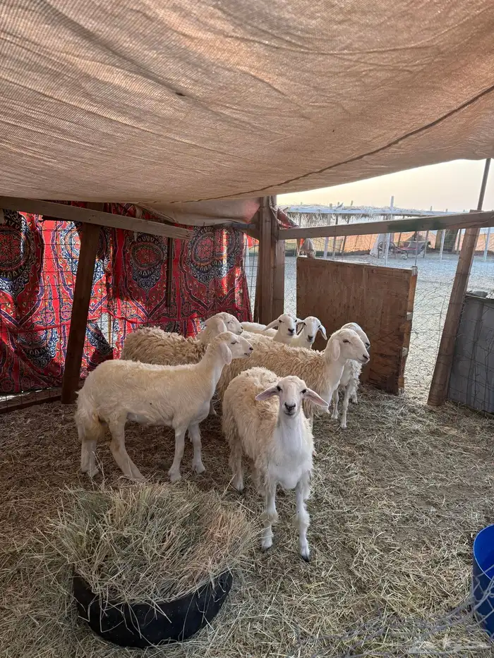 رخال حريات 1