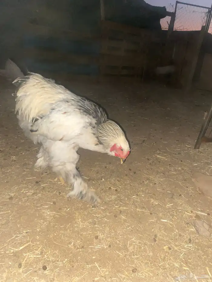 ديك براهما كلوبي 0