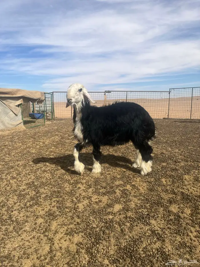 فحول نجد صنف الصنف 8