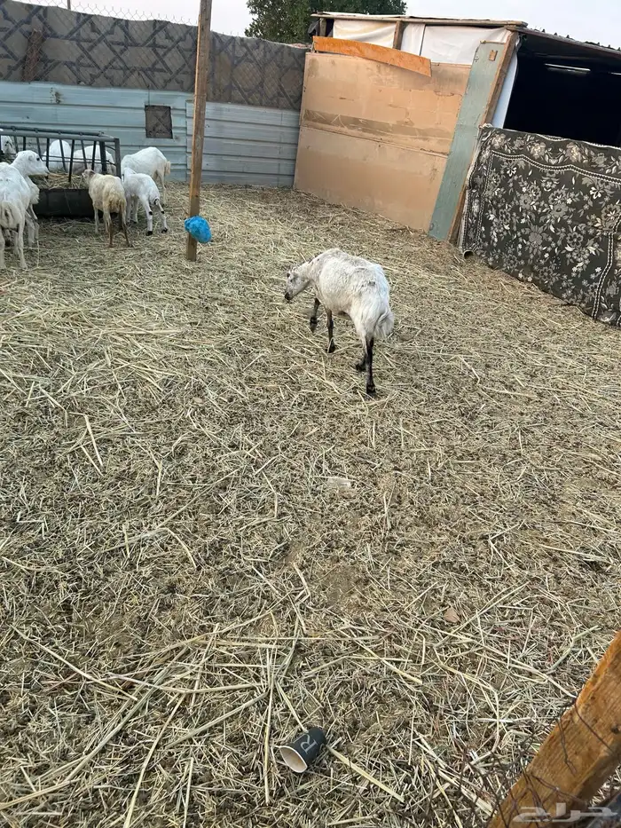 حايل للبيع الموقع الخرج 6