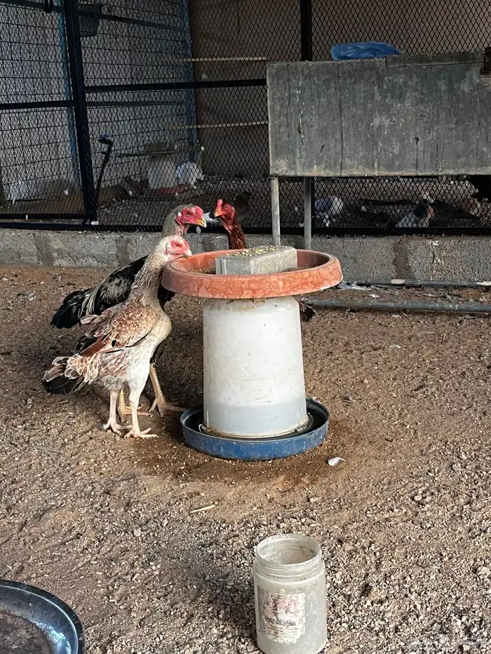 للبيع طقم دجاج بكستاني 1