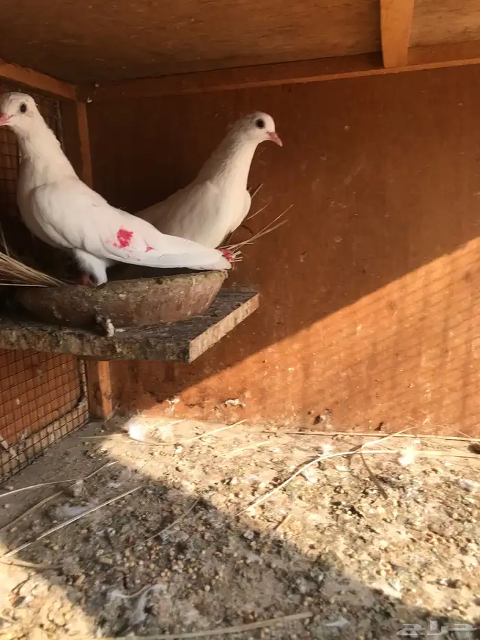 صنعاني اصيل شيبه وصوت ناعم وحجم صغير 11