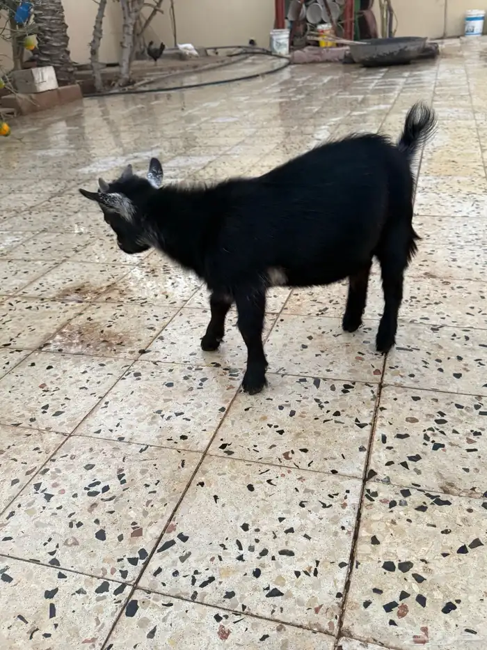 للبيع تيوس قزم 11