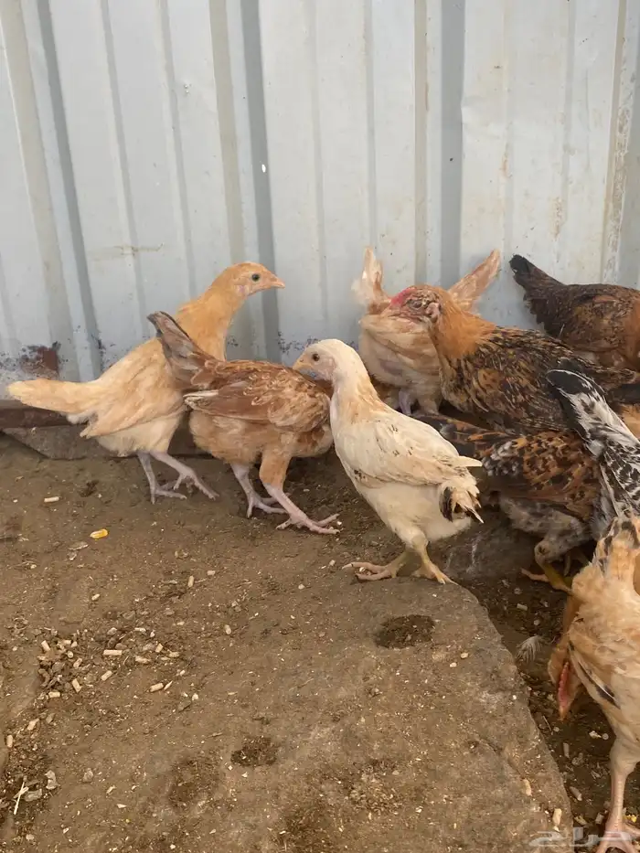 فراريج بلدي فواتح حمر 2