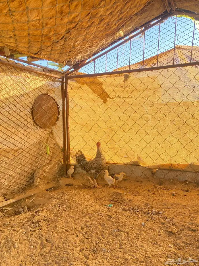 دجاجه بلديه مفرخه رقشا 1