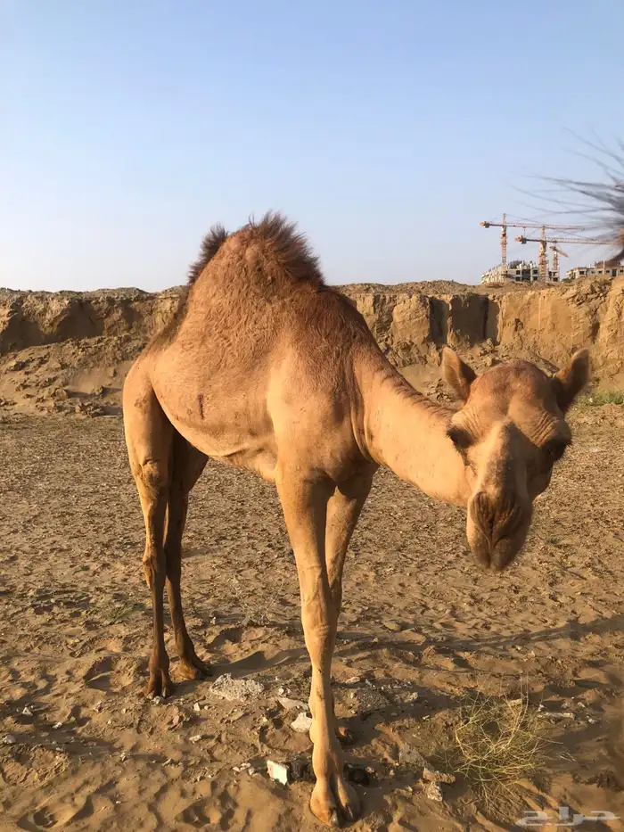 بعير لباني شرط 1