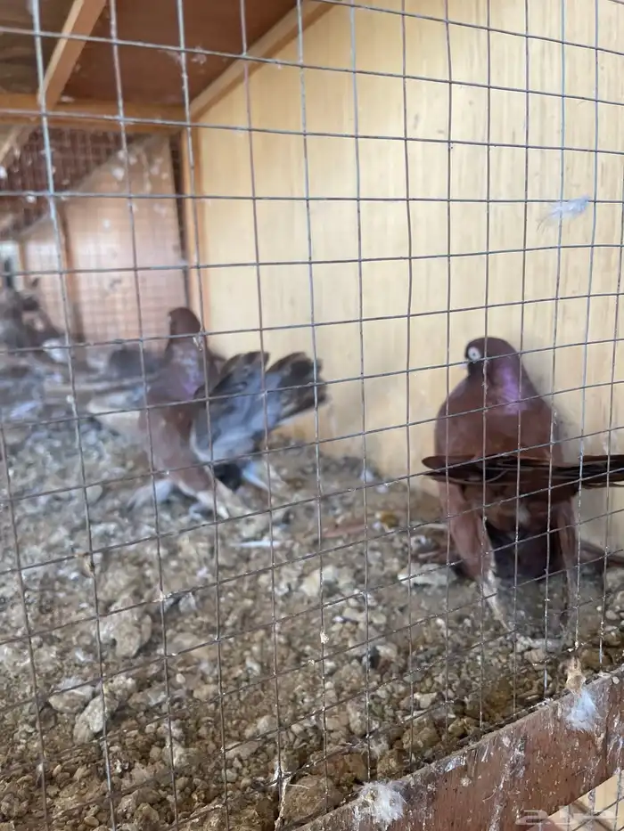 حمام جوز جاوا منتج بعياله 1