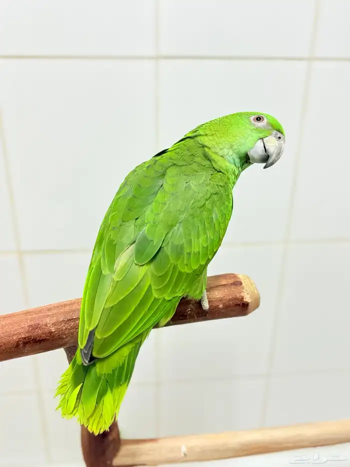 فرخ يلوناب بيور اليف ولعوب وهدد 1