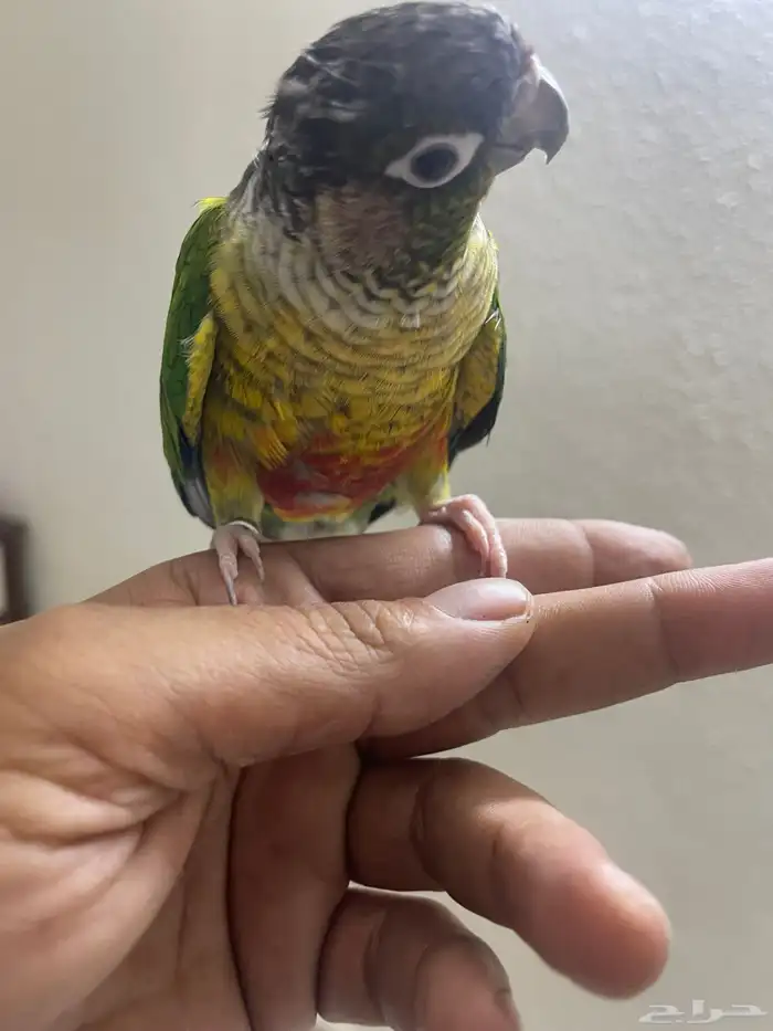 كنيور أنثى اليف هدد داخلي 0