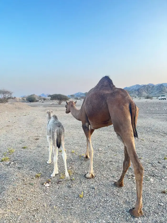 بكره حمرا تحتها بكرا اول ولده مشروطه  مصغر 3