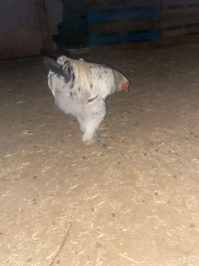 ديك براهما كلوبي 4