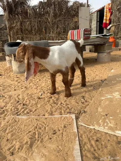 داغور جفره العمر شهر صحه شرط index