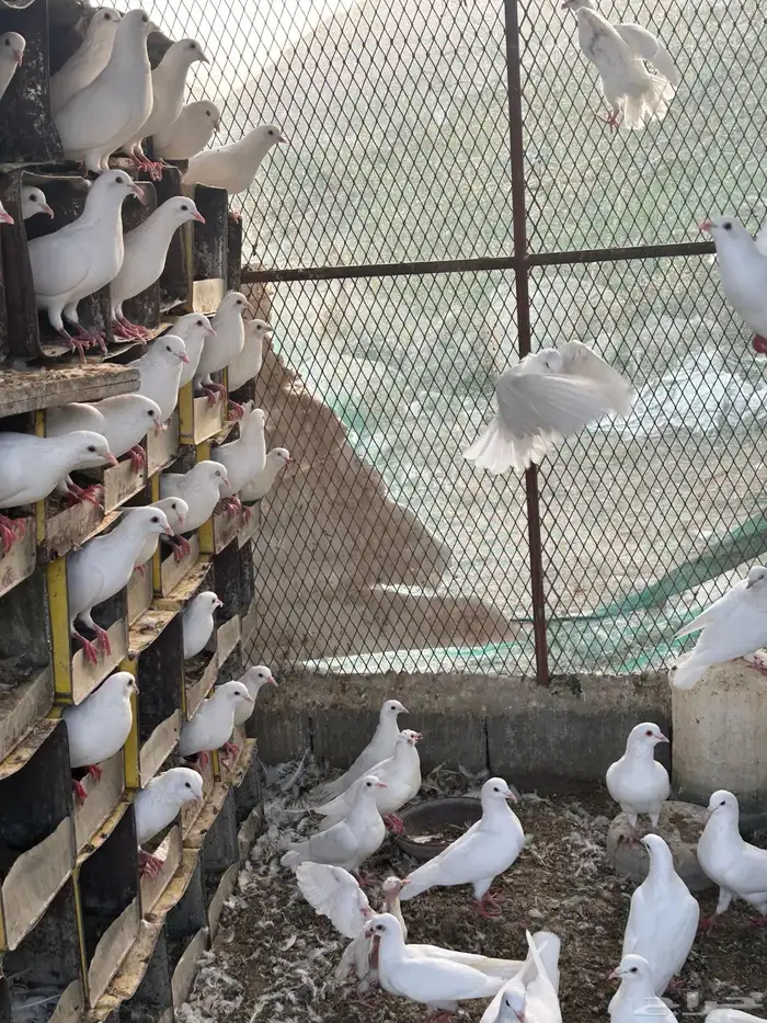 حمام فرنسي سوبر 14