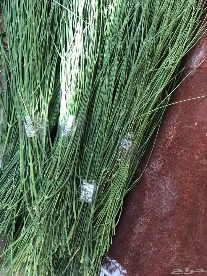 مرخ طازج قطفة اليوم 0