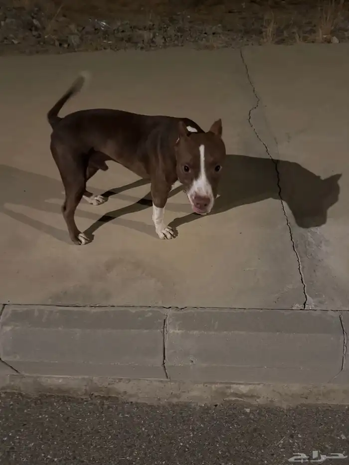 بيتبول صغير بسعر مميز 2