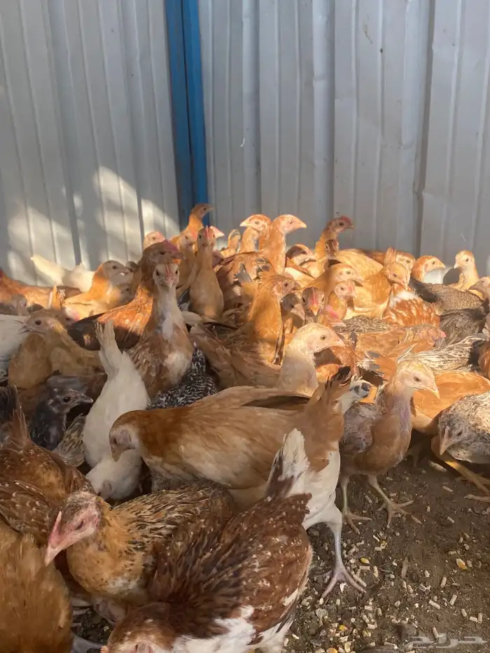 فراريج بلدي فواتح حمر 15