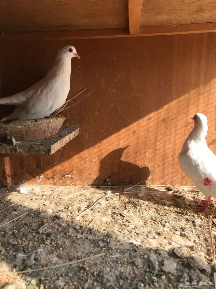 صنعاني اصيل شيبه وصوت ناعم وحجم صغير 9