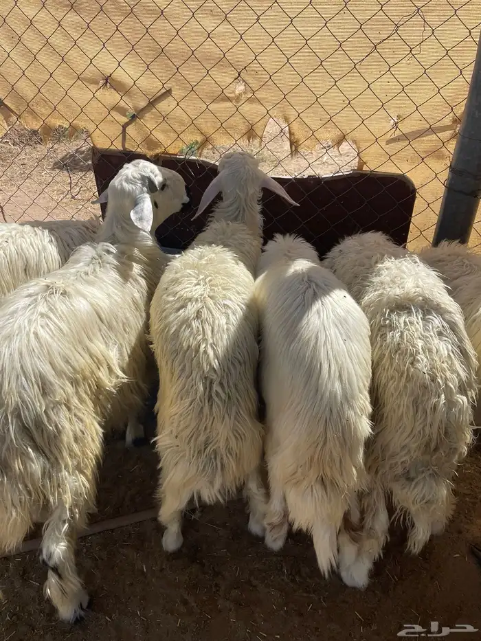 6خرفان سمينه ونظيفه مشروطه من اي عذروب 1