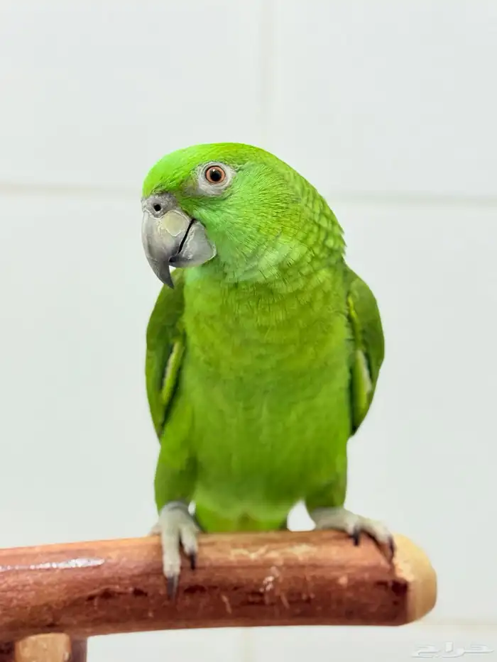 فرخ يلوناب بيور اليف ولعوب وهدد 2