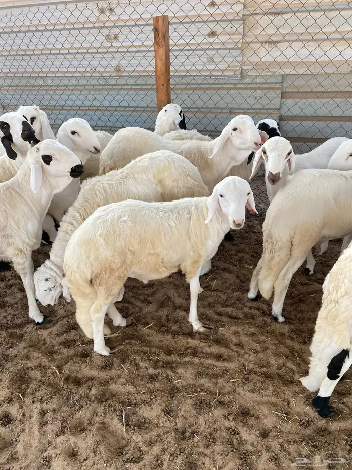 سواكن مرابي خمس شهور على وذره صفرا فاخر 3