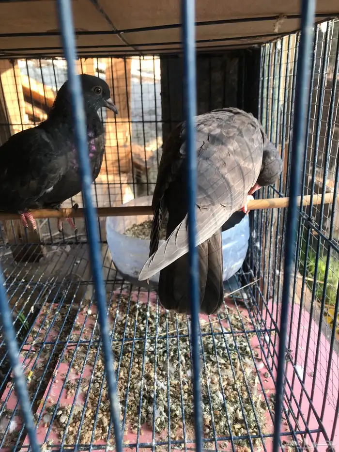 صنعاني اصيل شيبه وصوت ناعم وحجم صغير 14