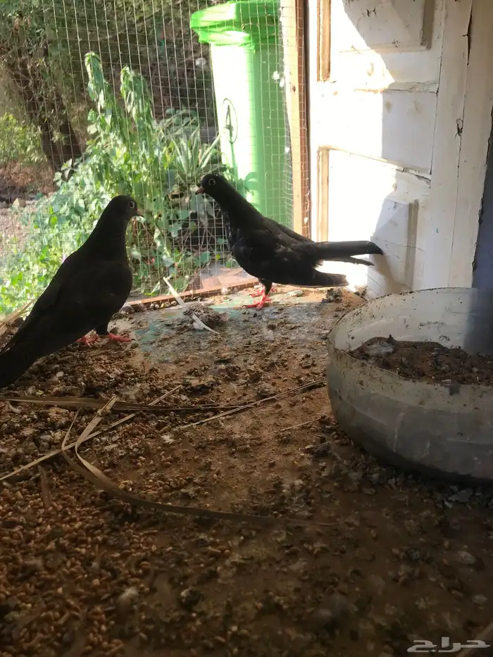 صنعاني اصيل شيبه وصوت ناعم وحجم صغير 25