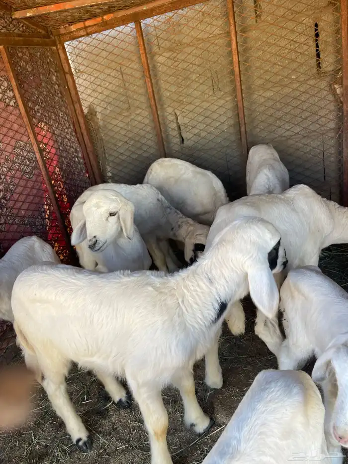 غنم مقاني صغار سن كفو 6